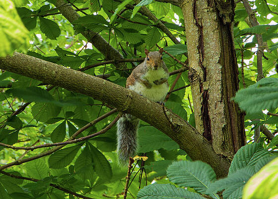 Wall Art - Photograph - Watching the watcher by Chris Chapman