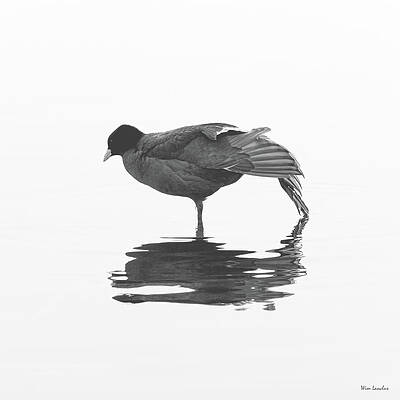 Wall Art - Photograph - Water Ballet by Wim Lanclus