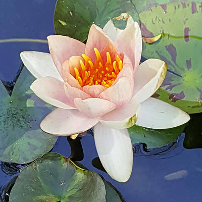 Water beauty by J E Proctor