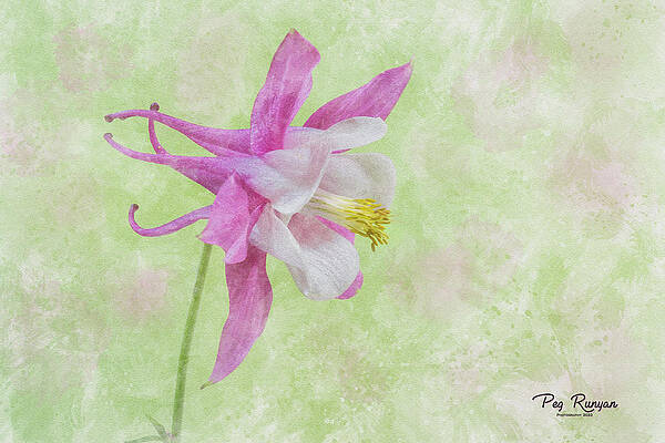 Water Color Columbine by Peg Runyan Water Color Columbine by Peg Runyan