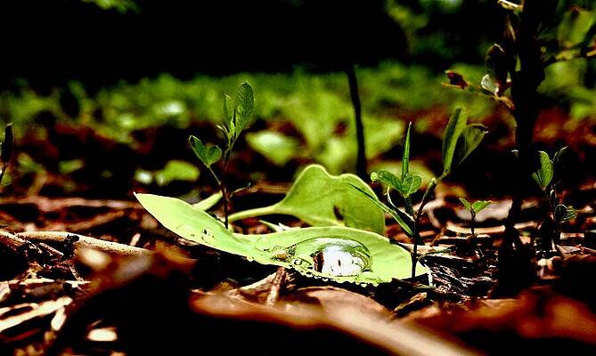 Wall Art - Photograph - Water Droplet and Tiny Bug by Brandon Strellis
