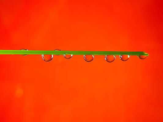 Water Drops On Grass Stalk On Red Background by DEEP CHAND