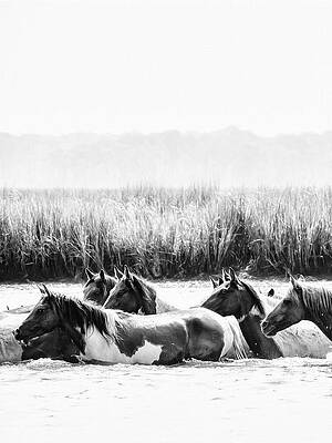 Water Horses I by Phyllis Burchett Water Horses I by Phyllis Burchett