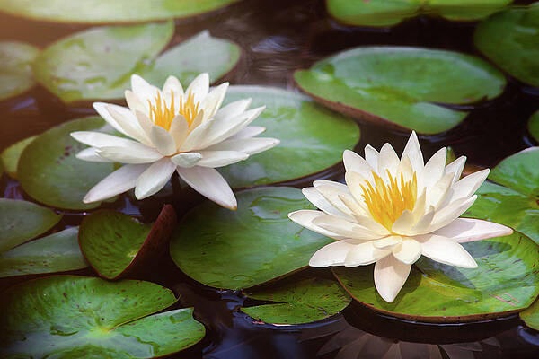 Wall Art - Photograph - Water Lilies by Scott Norris