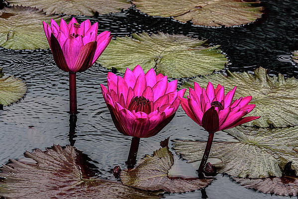 Water lilly by RICHARD PROVOST Water lilly by RICHARD PROVOST