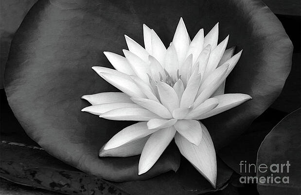 Wall Art - Photograph - Water Lily 1 in Black and White by Tina Uihlein