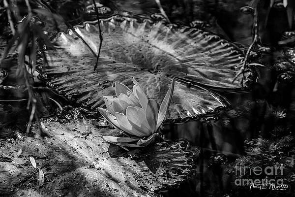 Water Lily 18 Black n White Signed by Nancy L Marshall Water Lily 18 Black n White Signed by Nancy L Marshall
