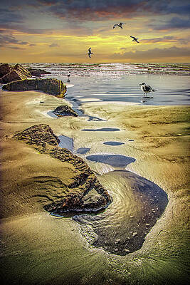 Water Pools with Gulls on the Beach at Sunset on Padre Island by Randall Nyhof Water Pools with Gulls on the Beach at Sunset on Padre Island by Randall Nyhof