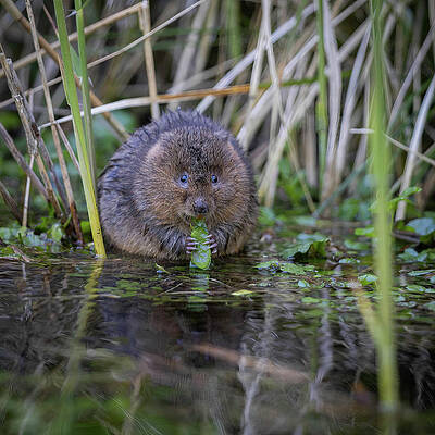Water Vole by Andrew Brown