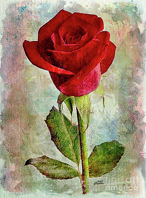 Watercolor Red Rose 2 by CAC Graphics Watercolor Red Rose 2 by CAC Graphics