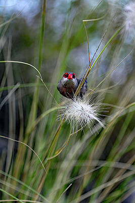 WAXBILL UNFOCUSED by Jennifer Robin WAXBILL UNFOCUSED by Jennifer Robin