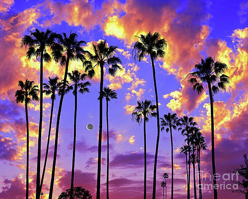 WAXING CRESCENT MOON AND PALMS by Don Schimmel WAXING CRESCENT MOON AND PALMS by Don Schimmel