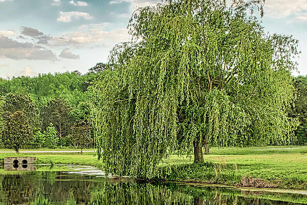 Weeping Willow by Jerry Gammon Weeping Willow by Jerry Gammon