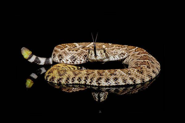 Western diamondback rattlesnake with forked tongue extended  by Jeff Jarrett