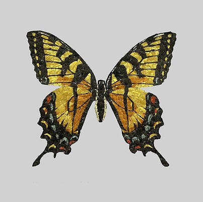 Western Tiger Swallowtail by Matthew Lazure Western Tiger Swallowtail by Matthew Lazure