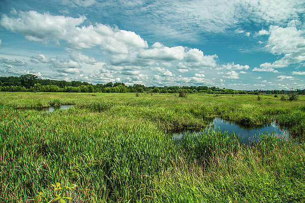 Wet Wetlands by Doug Scrima Wet Wetlands by Doug Scrima
