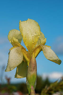 Wet Yellow Bearded Iris by Robert Potts Wet Yellow Bearded Iris by Robert Potts