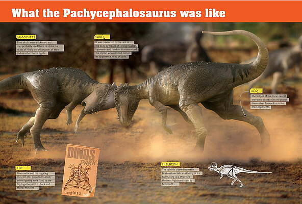 Wall Art - Digital Art - What the pachycephalosaurus was like by Album