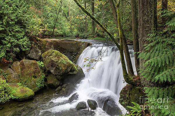 Wall Art - Photograph - Whatcom Falls Autumn by Cindy Shebley