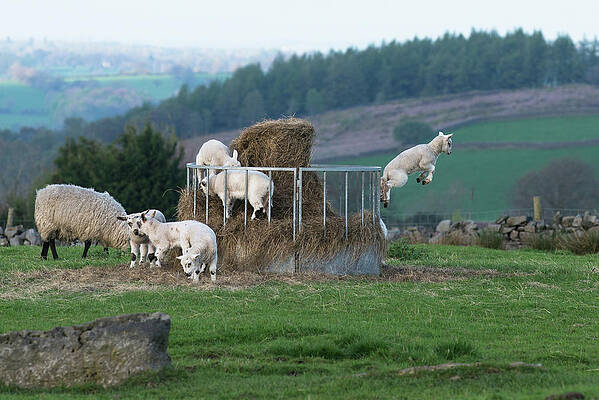 Wheeeeee I am Jumping by Dennis Dame Wheeeeee I am Jumping by Dennis Dame