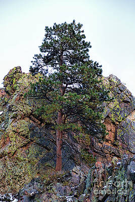 When The Growing Gets Tough by Jon Burch Photography When The Growing Gets Tough by Jon Burch Photography