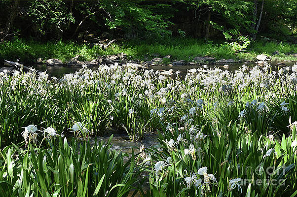 WHERE THE SPIDER LILIES GROW by Skip Willits WHERE THE SPIDER LILIES GROW by Skip Willits