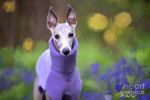 Whippet by Donald Pavlica Whippet by Donald Pavlica
