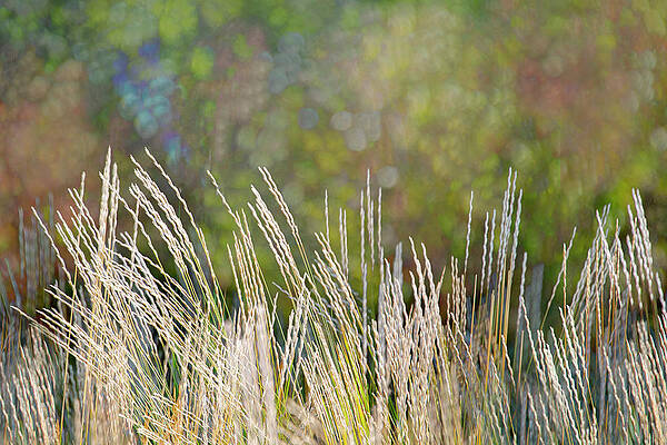 Whispering Grasses by Kasandra Sproson Whispering Grasses by Kasandra Sproson