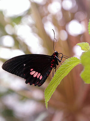 Whispering of butterfly wings 14 by Jaroslav Buna Whispering of butterfly wings 14 by Jaroslav Buna