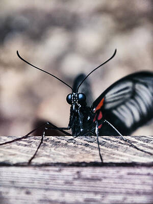 Whispering of butterfly wings 16 by Jaroslav Buna Whispering of butterfly wings 16 by Jaroslav Buna