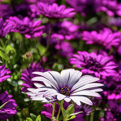 White African Daisy - Dimorphotheca Ecklonis IV by Luis GA - Lugamor White African Daisy - Dimorphotheca Ecklonis IV by Luis GA - Lugamor