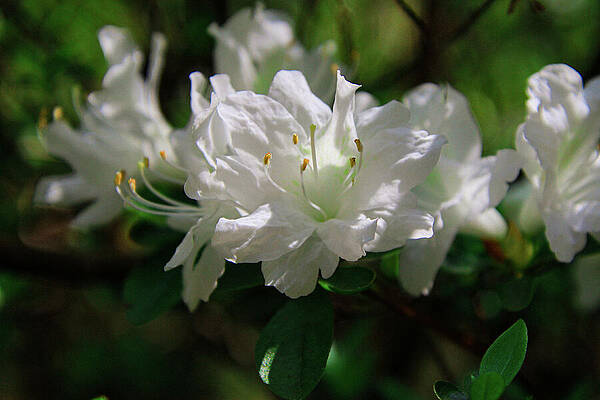 Wall Art - Photograph - White Azaleas by Deb Beausoleil