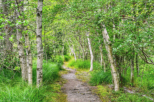 Wall Art - Photograph - White Birch Trees on Hemlock Loop by Monika Salvan