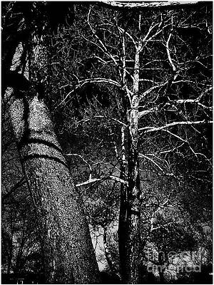 White Branches on Black by Frank J Casella White Branches on Black by Frank J Casella