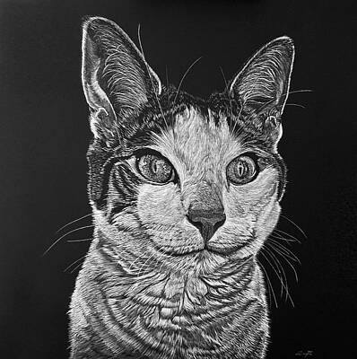 White Cat on Black by Sonja Jones White Cat on Black by Sonja Jones