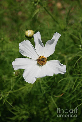 White Cosmo and Friend by Norma Appleton White Cosmo and Friend by Norma Appleton