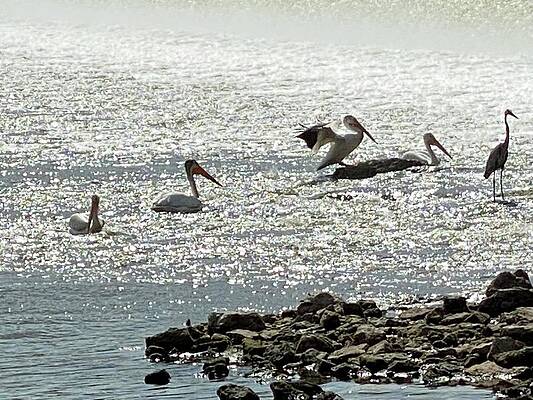 White cranes by John Weeks