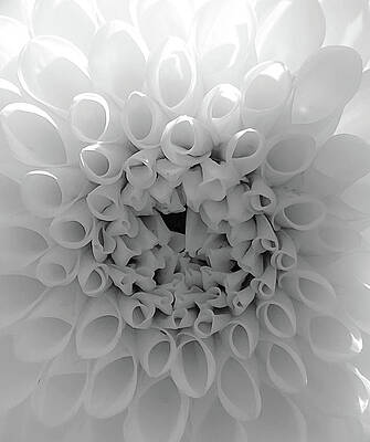 White Dahlia by Steph Gabler White Dahlia by Steph Gabler