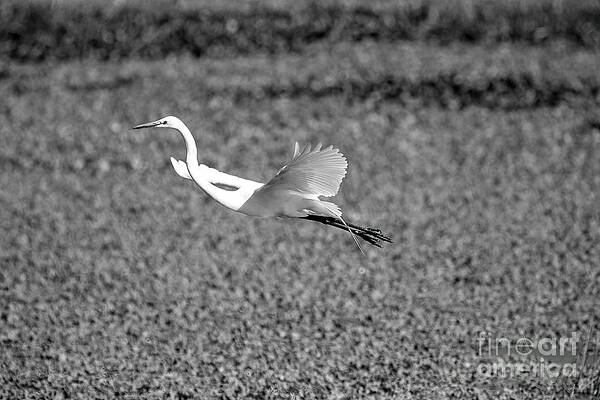 White Egret by Felix Lai White Egret by Felix Lai