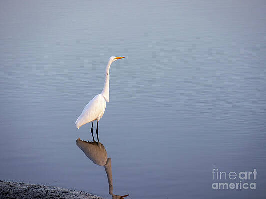 Wall Art - Photograph - White Egret fishing in San Rafael Creek by Cindy Shebley