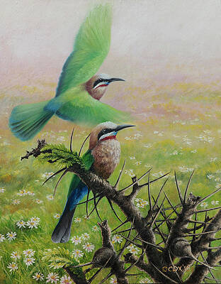 White-fronted Bee-eaters by Christopher Cox White-fronted Bee-eaters by Christopher Cox