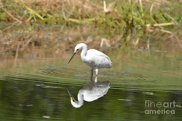 Reflection by Katy L