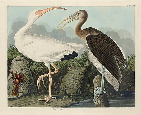 White Ibis Print by Robert Havell