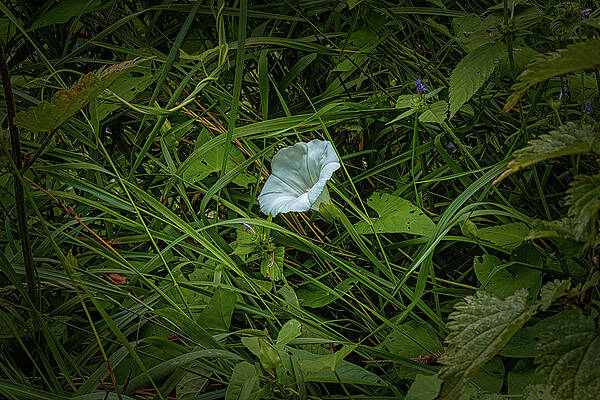 White in green #l2 by Leif Sohlman White in green #l2 by Leif Sohlman