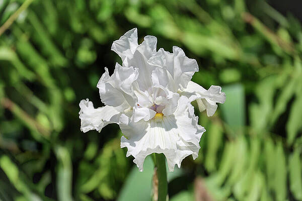 White Iris by Nina Prommer