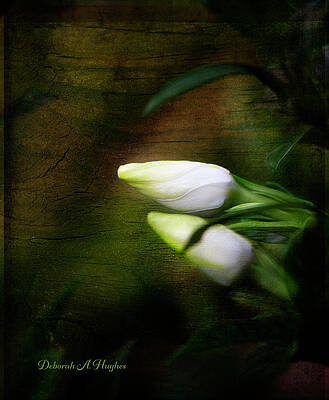 White Gardenia Bud by Deborah Hughes White Gardenia Bud by Deborah Hughes