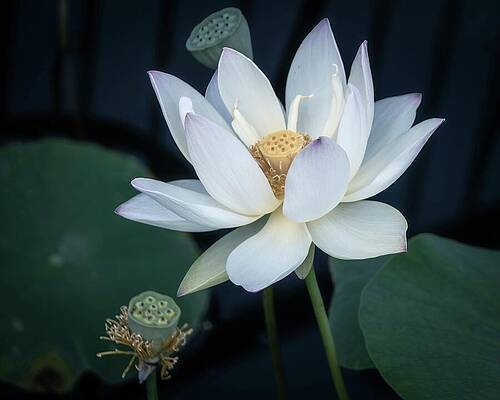 Wall Art - Photograph - White Lotus Beauty by Julie Palencia