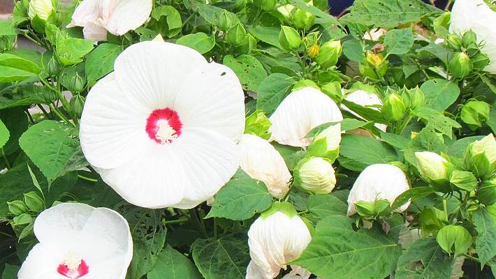 White lovelies by Cogito Anima