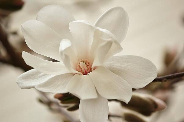 White Magnolia with Pink Center by E Faithe Lester White Magnolia with Pink Center by E Faithe Lester
