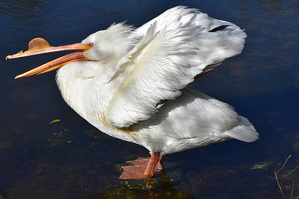 White Pelican Stretching by Amanda Claire